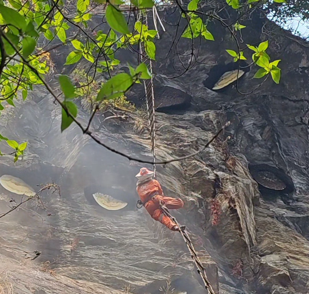 mad wild cliff honey hunter hanging from cliff to harvest honey for sapien harvest