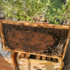 a frame of khawaneej honey with tightly packed brood sapien harvest