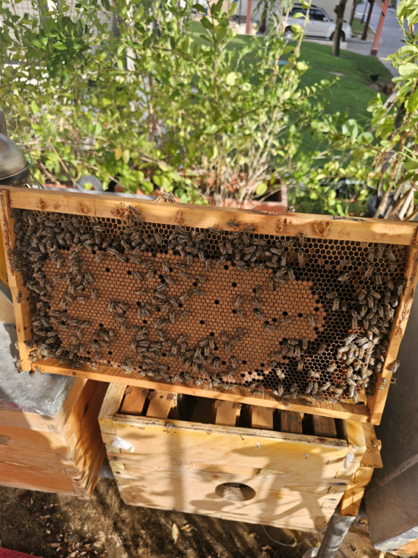 a frame of khawaneej honey with tightly packed brood sapien harvest