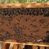 a frame of khawaneej honey with tightly packed brood sapien harvest