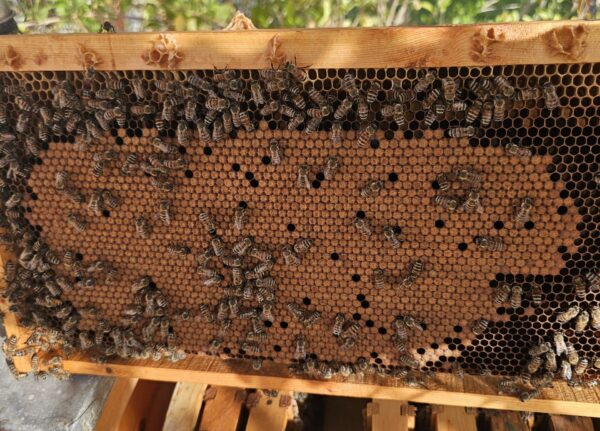 a frame of khawaneej honey with tightly packed brood sapien harvest