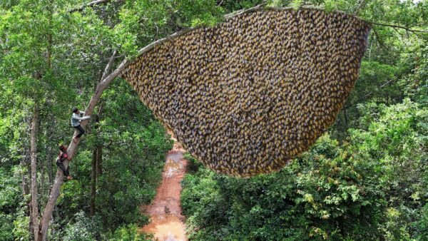 indonesian jungle honey, sumbawa