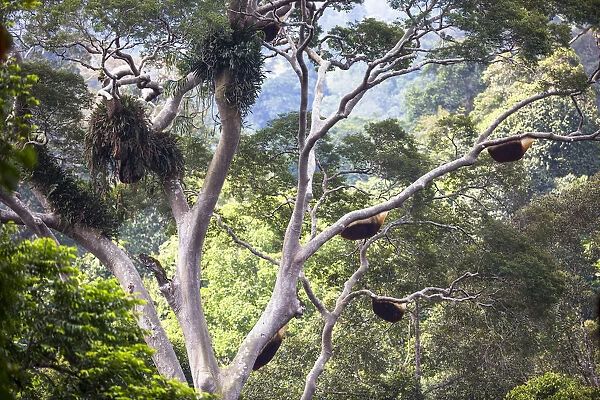 indonesian jungle honey, sumbawa