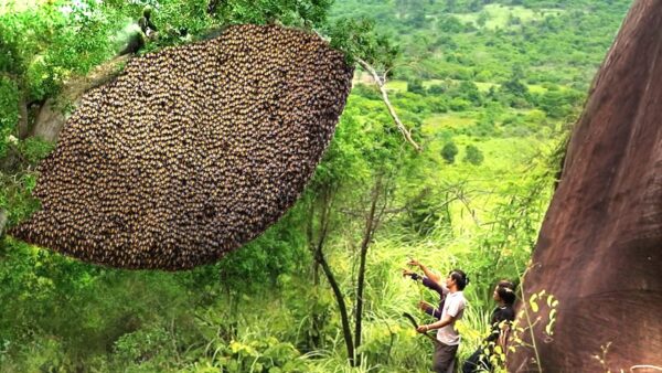 indonesian jungle honey, sumbawa