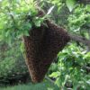 indonesian jungle honey, sumbawa