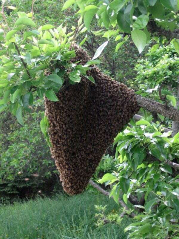 indonesian jungle honey, sumbawa